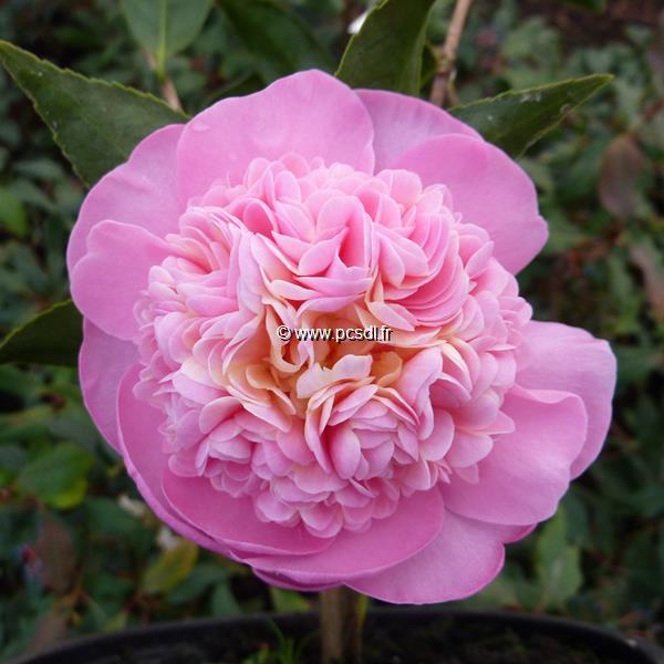 Camellia x Sugar Dream