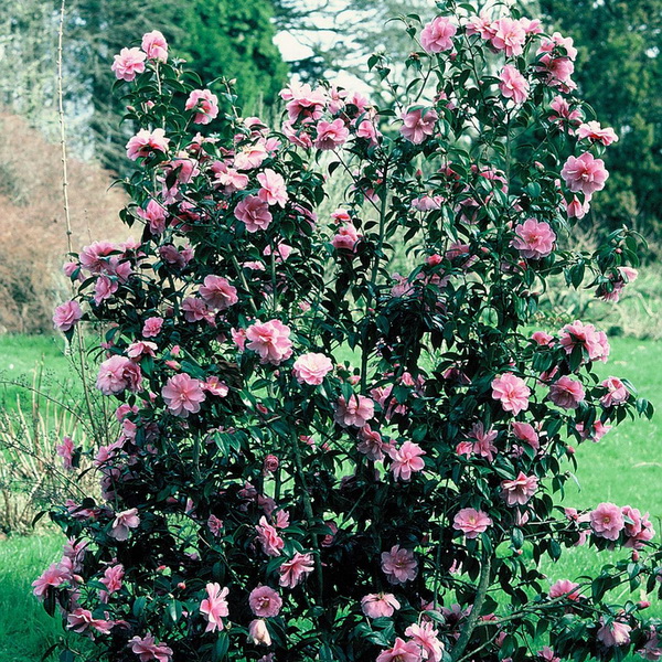 Camellia williamsii Donation (2)