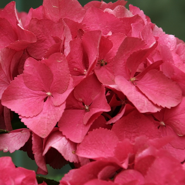 Hydrangea macrophylla Red Beauty (3)