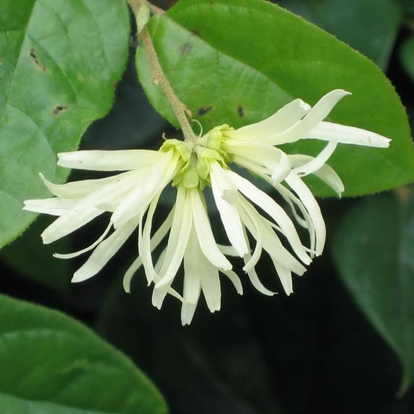 Loropetalum chinense (3)