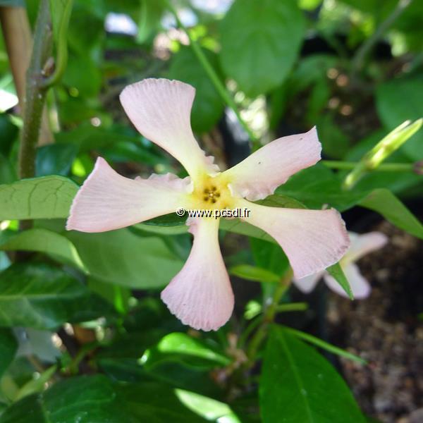 Trachelospermum jasminoides Pink Showers (1)