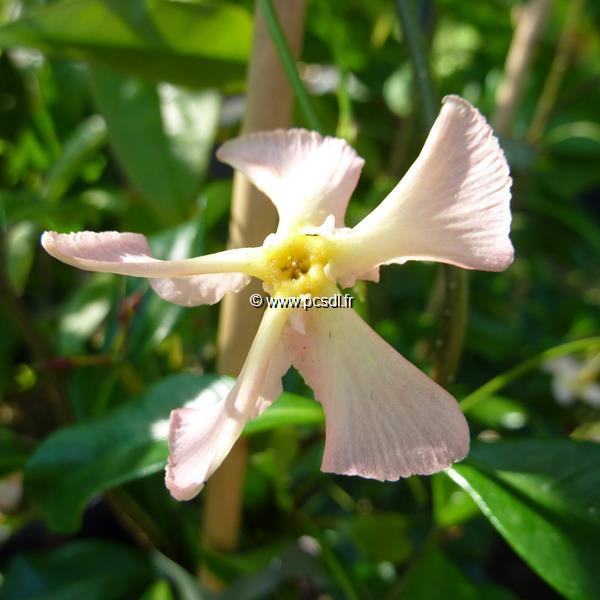 Trachelospermum jasminoides Pink Showers (4)