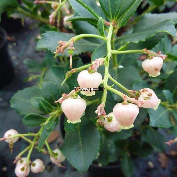 Arbutus unedo rubra (1)