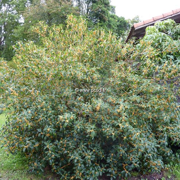 Osmanthus fragrans Aurantiacus (2)