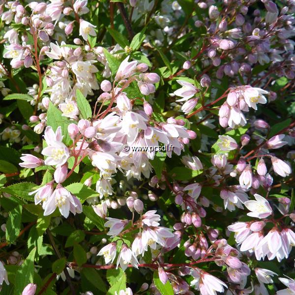 Deutzia gracilis Yuki Cherry Blossom (3)