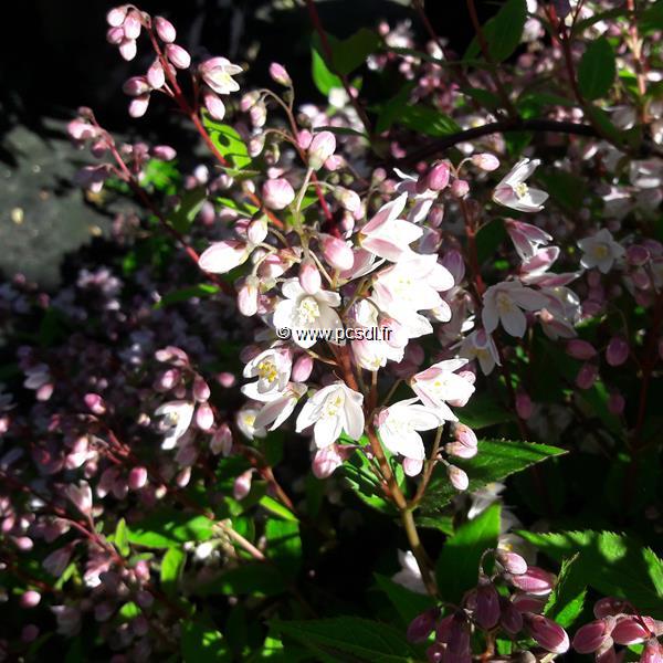 Deutzia gracilis Yuki Cherry Blossom (7)