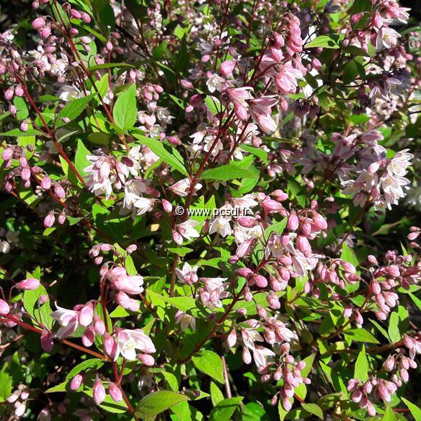 Deutzia gracilis Yuki Cherry Blossom (9)