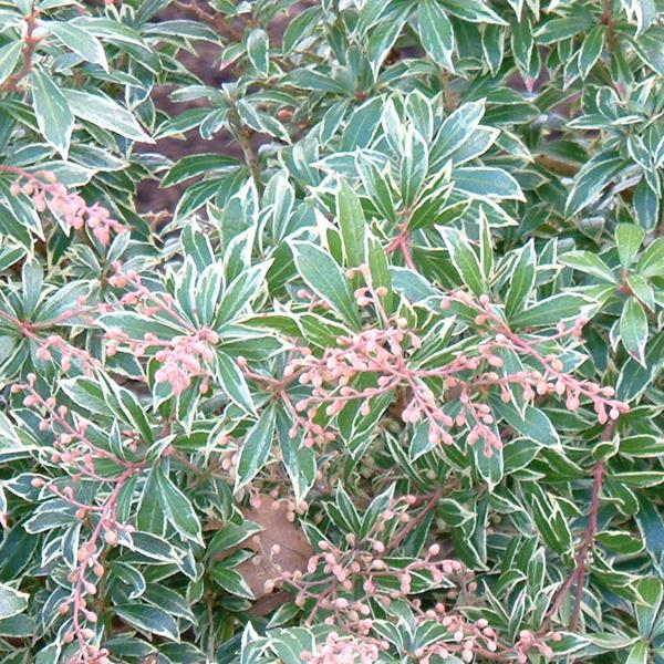 Pieris japonica Little Heath