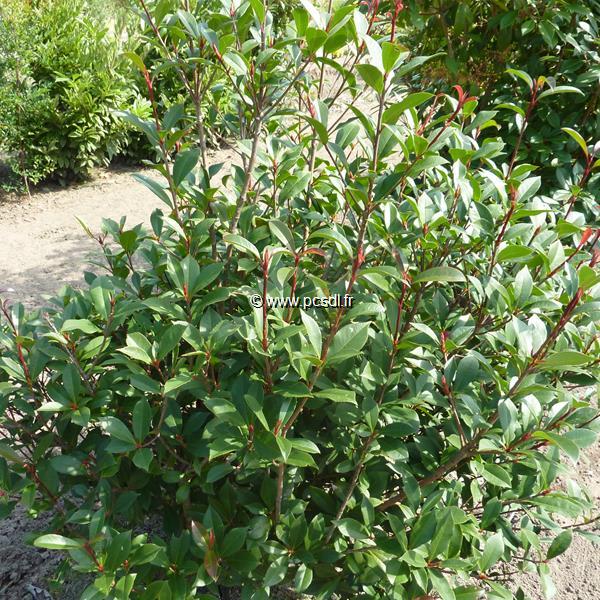 Photinia fraseri Mandarino (1)