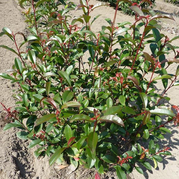 Photinia fraseri Mandarino (3)