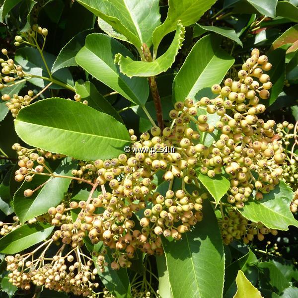 Photinia serrulata
