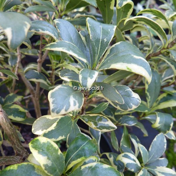 Pittosporum heterophyllum Variegatum (2)