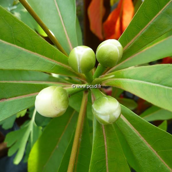 Gordlinia grandiflora (1)