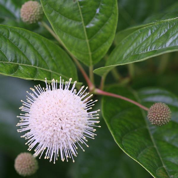 Cephalanthus occidentalis Sugar Shack (3)