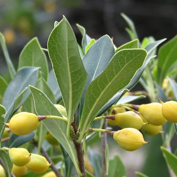 Pittosporum heterophyllum (2)