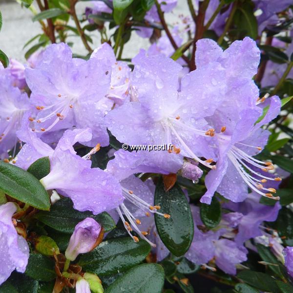 Rhododendron augustinii Blaneys Blue (2)