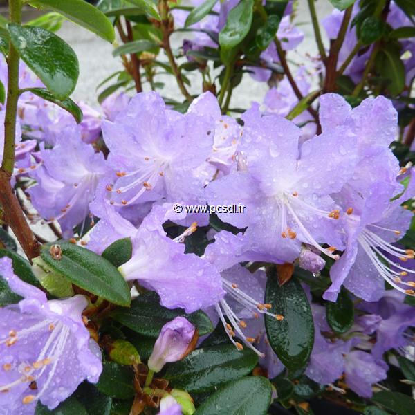 Rhododendron augustinii Blaney's Blue (3)