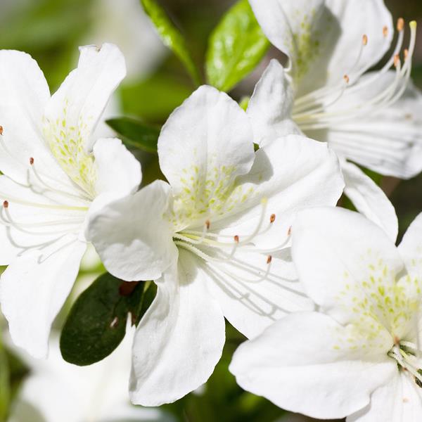 Rhododendron Palestrina
