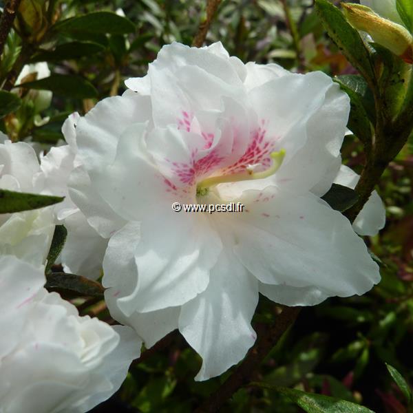 Rhododendron White Prince (2)