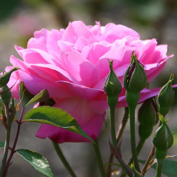 Rosa Old Blush (2)
