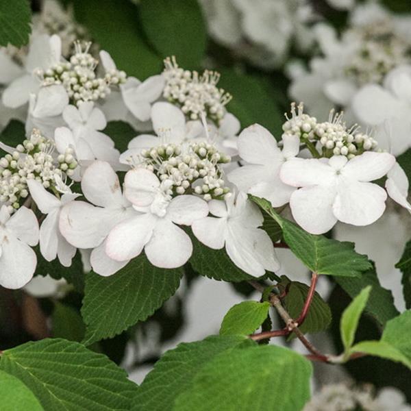 Viburnum plicatum Kilimanjaro Sunrise