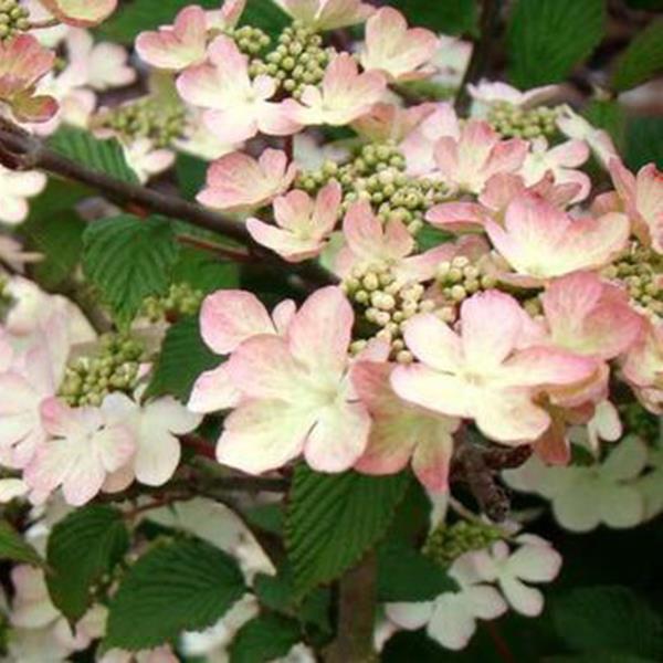Viburnum plicatum Kilimanjaro Sunrise (2)