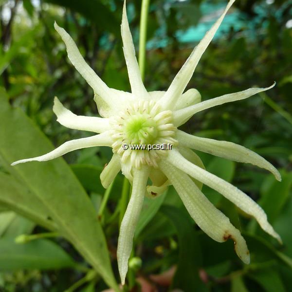 Illicium floridanum Album (3)