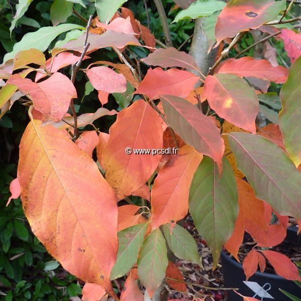Nyssa sinensis (1)