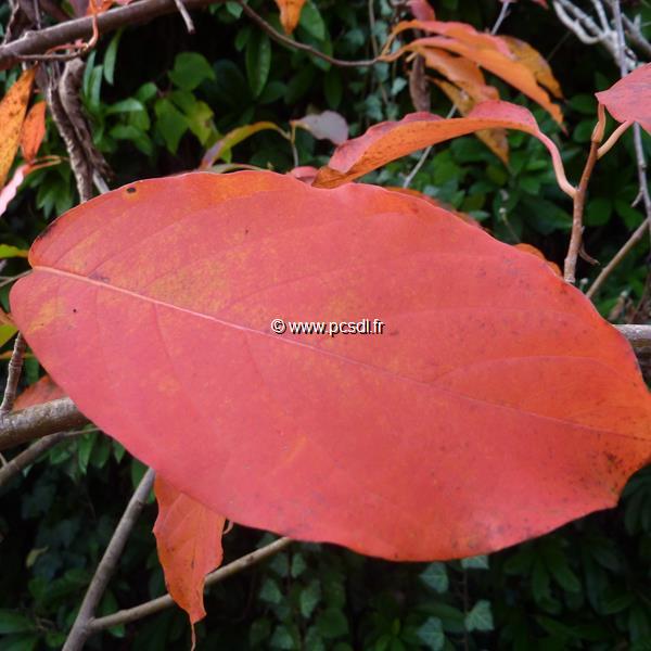 Nyssa sinensis (3)