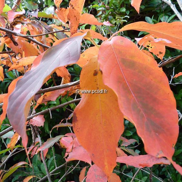 Nyssa sinensis (4)