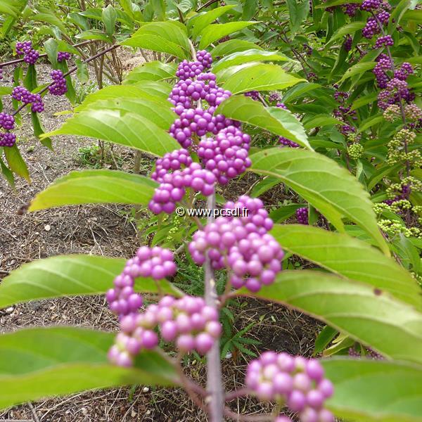 Callicarpa dichotoma Issai (3)