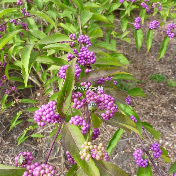 Callicarpa dichotoma Issai (4)