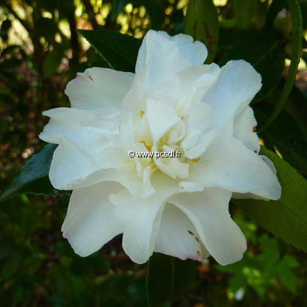 Camellia sasanqua Little Pearl (2)