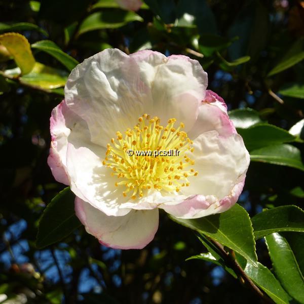 Camellia sasanqua Narumi Gata (3)