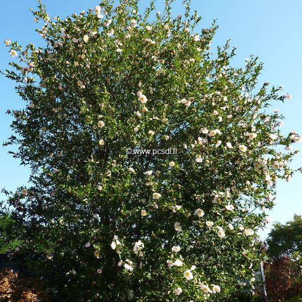 Camellia sasanqua Narumi Gata (2)