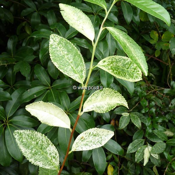 Camellia sinensis Variegata (1)