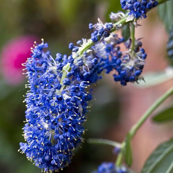 Ceanothus Concha (2)