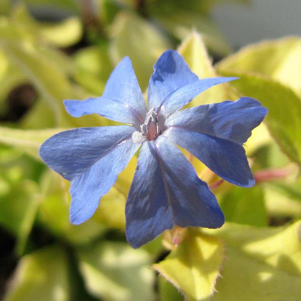 Ceratostigma willmotianum Aurea (4)