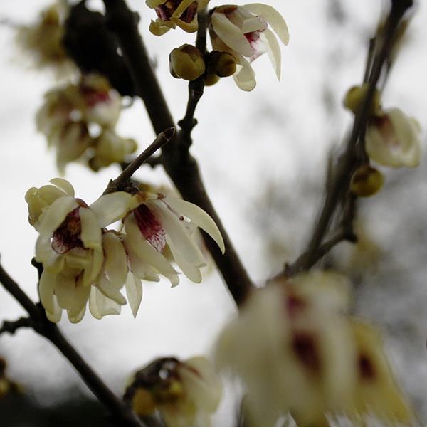 Chimonanthus praecox (2)