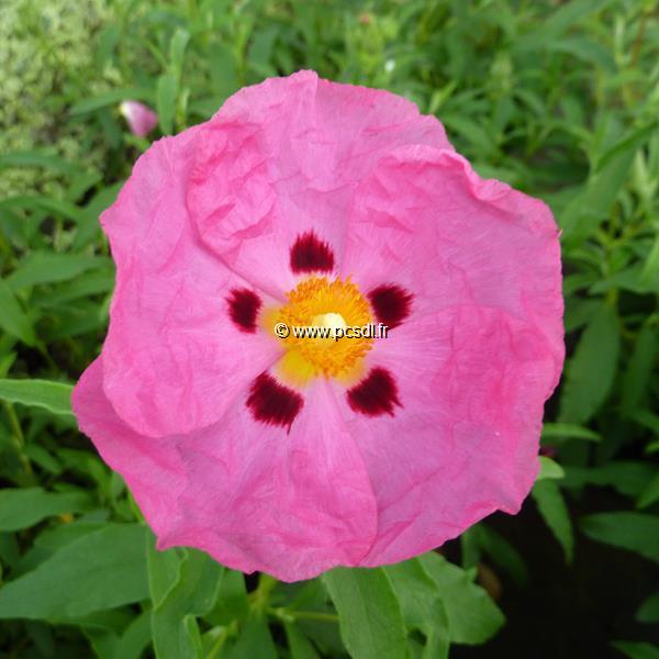 Cistus purpureus