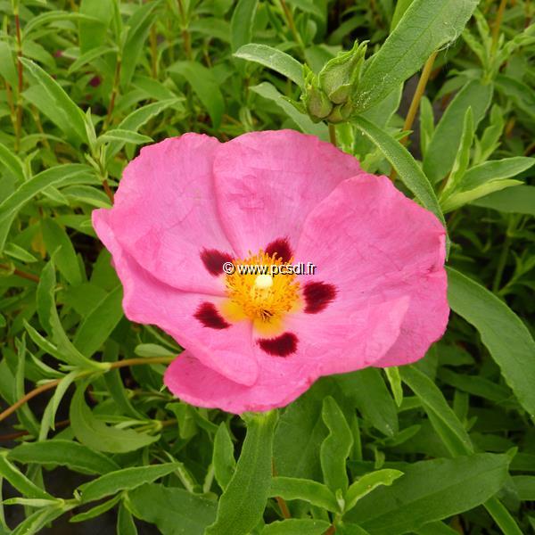 Cistus purpureus (1)