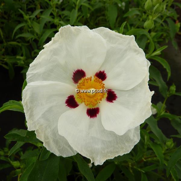 Cistus purpureus Alan Fradd (1)