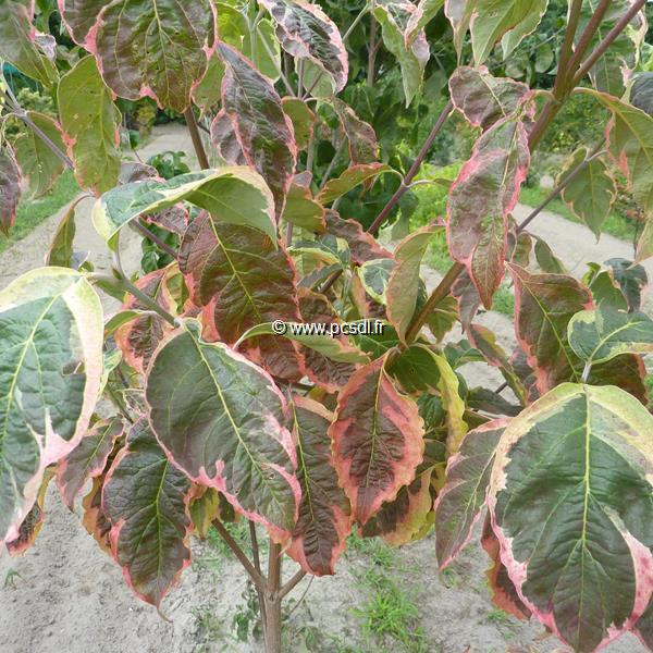 Cornus florida Cherokee Daybreak (3)