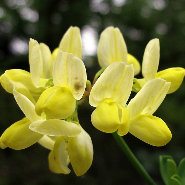 Coronilla glauca Citrina