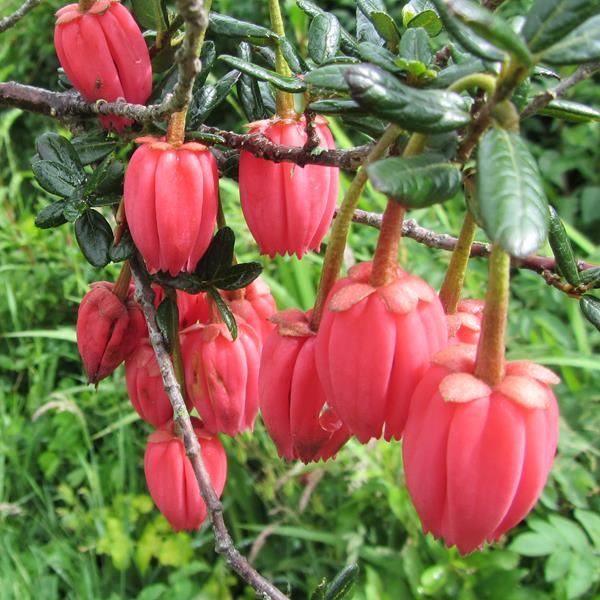 Crinodendron hookerianum (3)