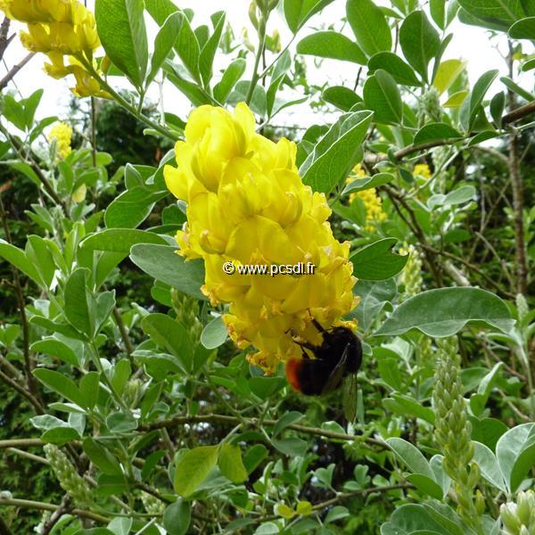 Cytisus battandieri (1)