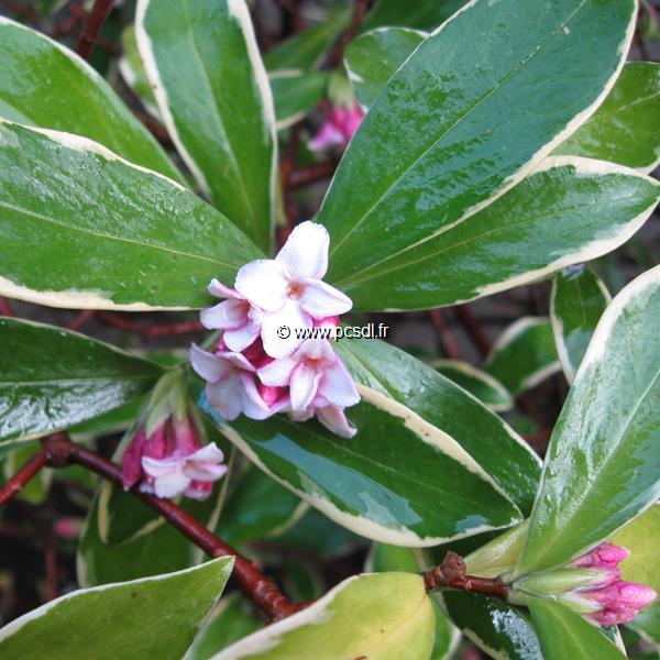 Daphne odora Aureomarginata (2)