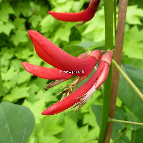 Erythrina x bidwillii (5)