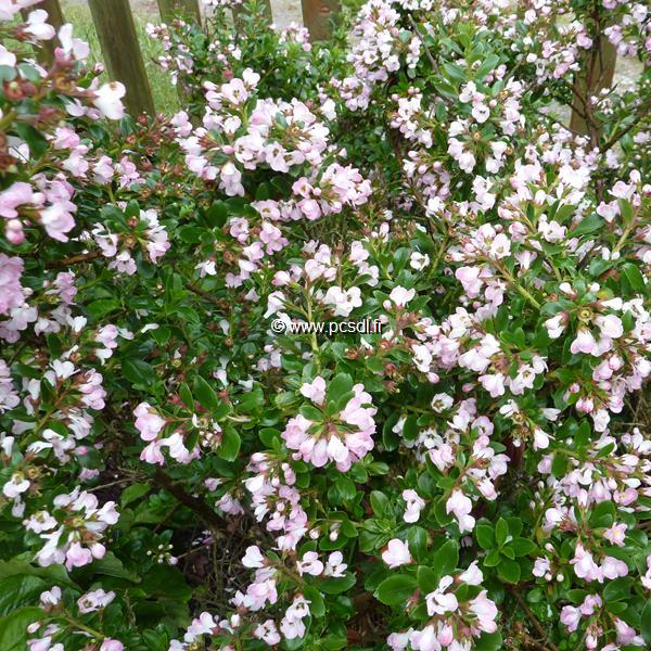 Escallonia Apple Blossom (1)