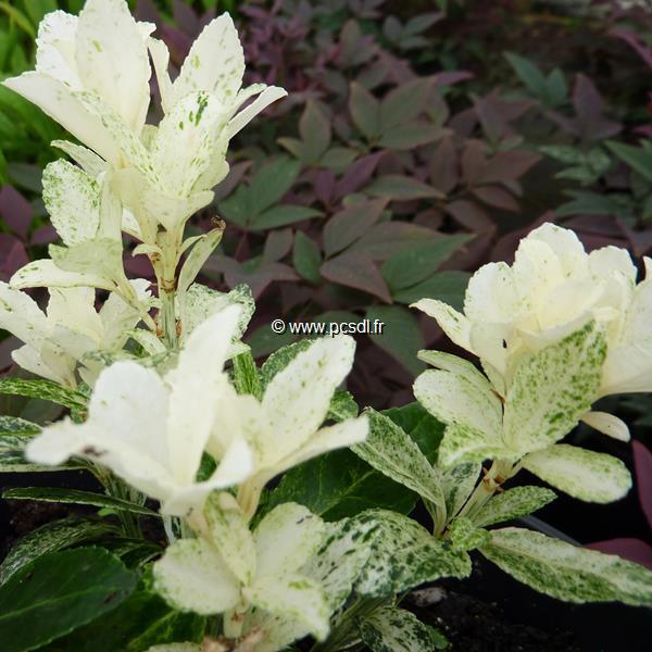 Euonymus fortunei Perrolino
